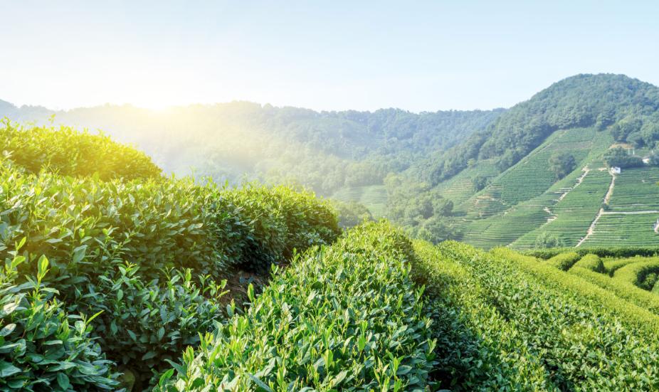 乌龙煎高山冻顶茶.jpg