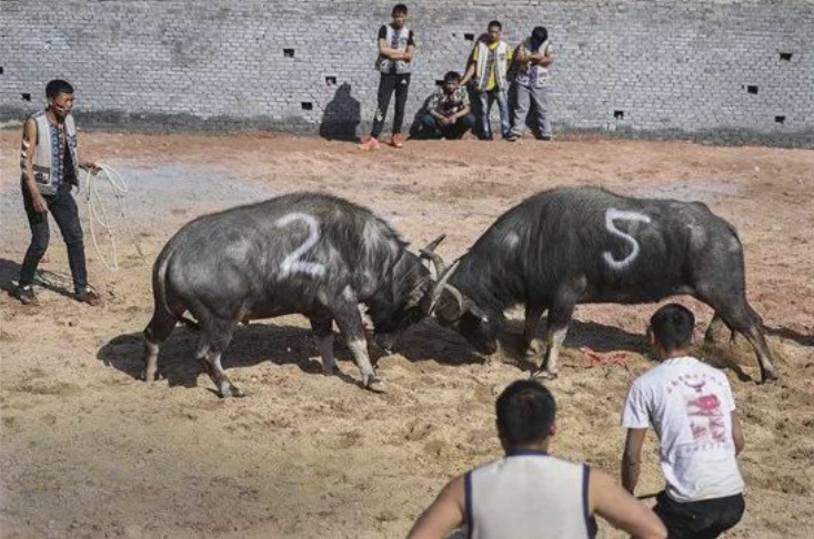 2018年广西牛王争霸赛,暨金沙湖千人全牛宴国