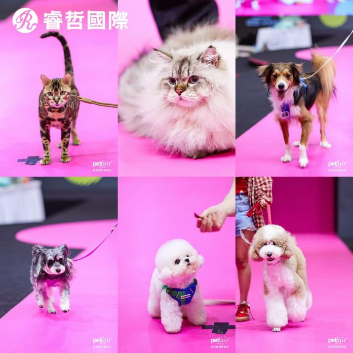 圆满收官｜伊珊娜×亚宠萌星官总决赛，每一只毛孩都自带星光  商业资讯  第3张